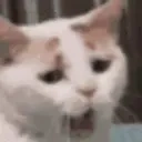 Tiredcat emoji
