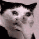 Cry Cat Shake emoji
