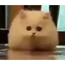Omghi emoji