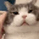 Catrub emoji