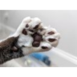 Polydactyl emoji