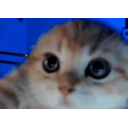 Miyav emoji