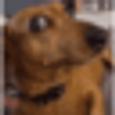 Dog Alert emoji