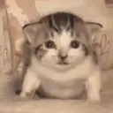 Gatoexplotando emoji