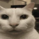 Cataware emoji