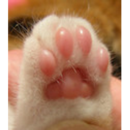 Toebeans emoji
