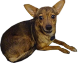 Miska emoji