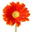 Daisy emoji