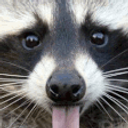 Raccoontongue emoji