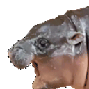 Moo Deng Intensifies emoji