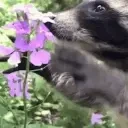 Raccoonflower emoji