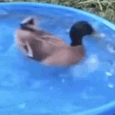 Meme Duck emoji
