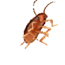 Roach emoji