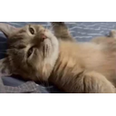 Chillcat emoji