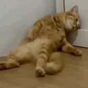 Depressedcatlayingonflooragainstwalllookingsad emoji