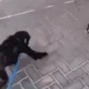Monkeyhug emoji