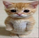 Elgato emoji