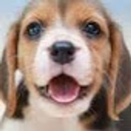 Lil Beagle emoji