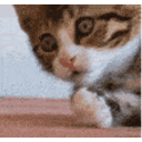 Surprise Cat emoji
