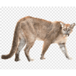 Puma Argentino emoji