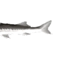Joelwide2 emoji