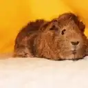 Guineapig emoji