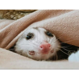 Ferret Peek Blanket emoji