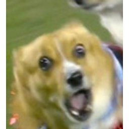 Corgi Smash emoji