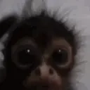 Moky emoji
