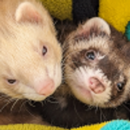 Ferrets emoji