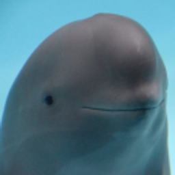 Slightly Smiling Dolphin emoji