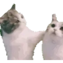 Catahomie emoji