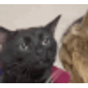 Zoning Out Cat emoji