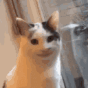 Wtf Cat Face emoji