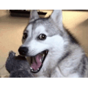 Joke Dog emoji