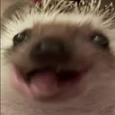 Hedgehogchew emoji