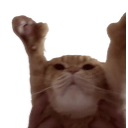 Catting emoji