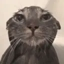 Wetcat emoji