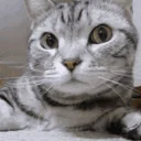 Catsniffa emoji