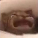 Waaacat emoji