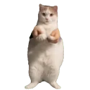 Sillycatdance emoji