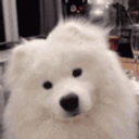 Samoyed Confused emoji