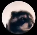 Rac emoji