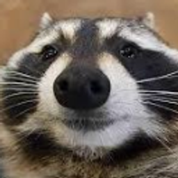 Raccoon Pokerface emoji