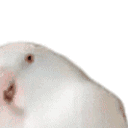 Pogbirb emoji