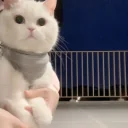 Catgiff emoji