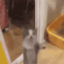Yippee Cat emoji