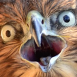 Falconwtf1q emoji