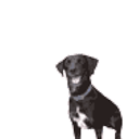 Confuseddog emoji