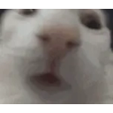 Funnywhitecat5 emoji